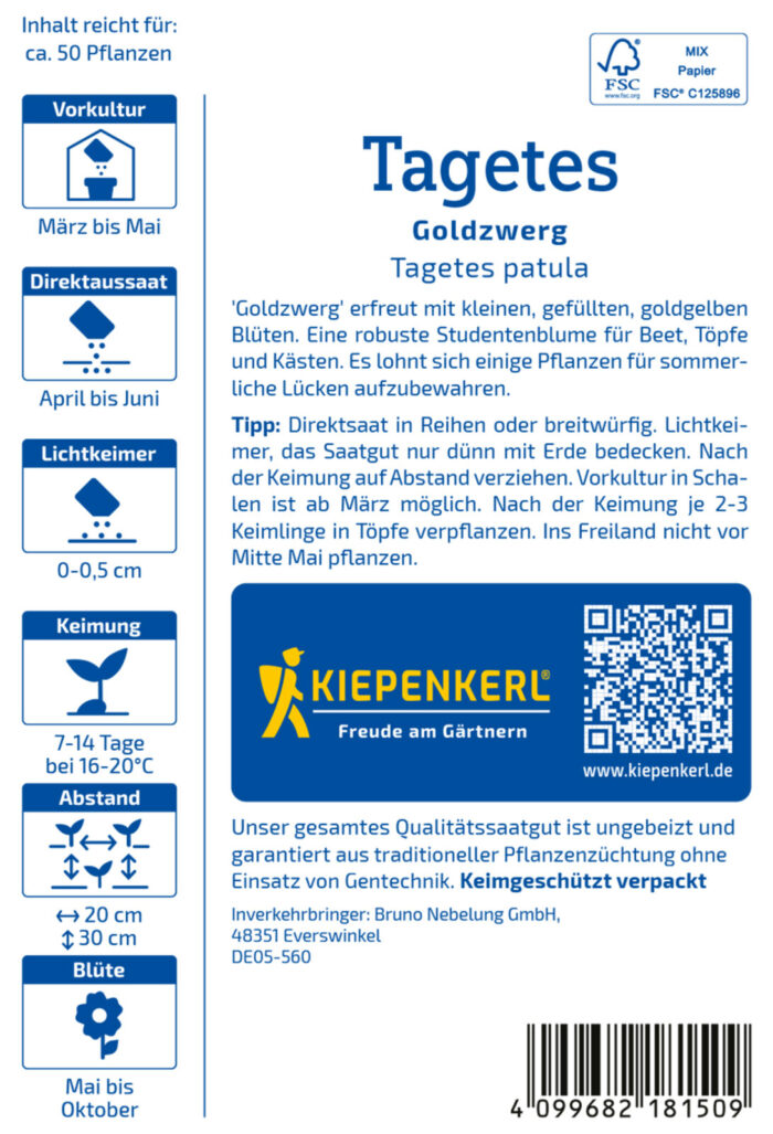 Tagetes Goldzwerg – Bild 2