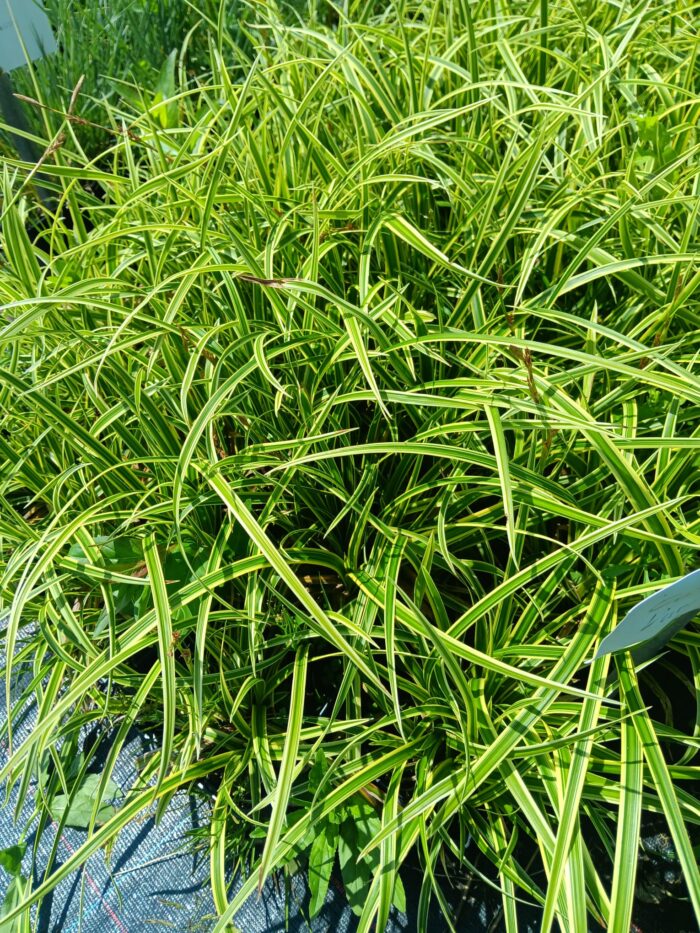 Carex morrowii 'Vanilla Ice'