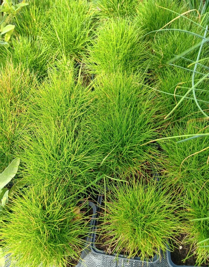 Festuca scoparia 'Hobbit'