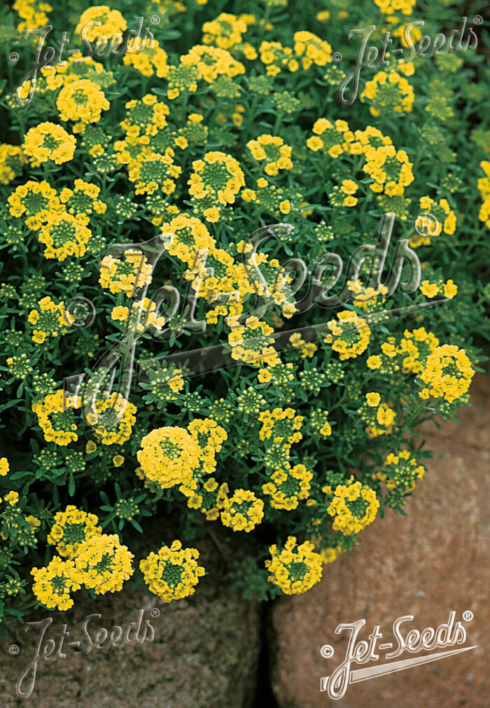 Alyssum montanum 'Berggold'