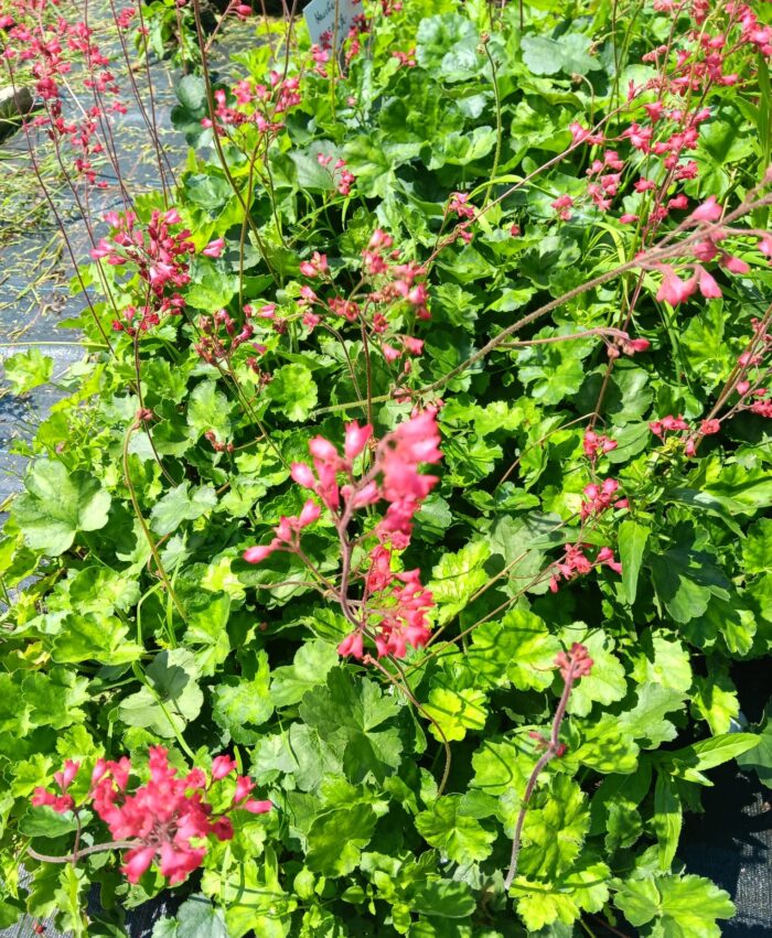 Heuchera sanguinea 'Leuchtkäfer'