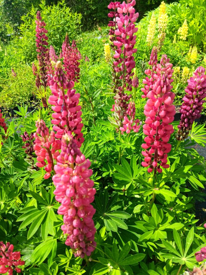 Lupinus Russell 'Edelknaben'