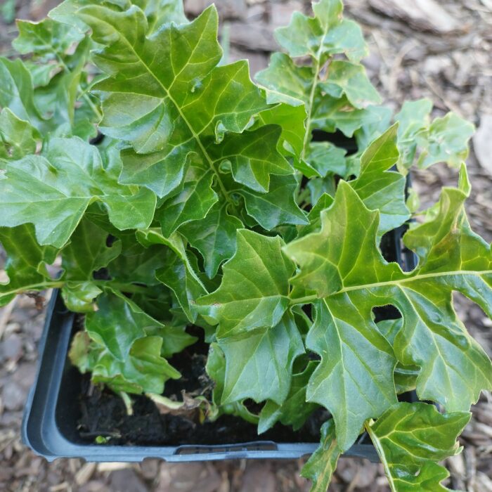 Acanthus hungaricus