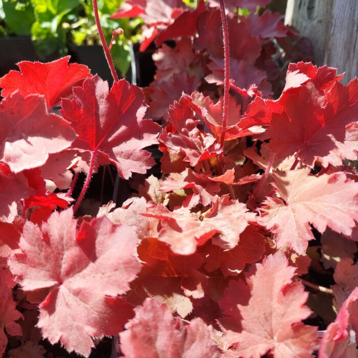 Heuchera micrantha 'Cherry Cola'