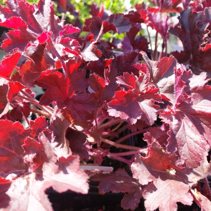 Heuchera villosa 'Berry Smoothie'