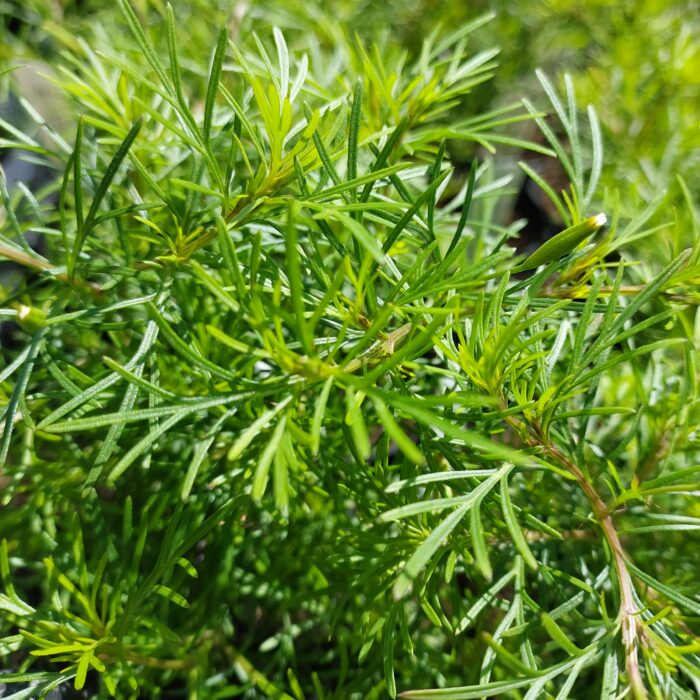 Tagetes filifolia Salmi