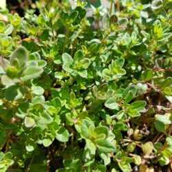 Thymus pulegioides