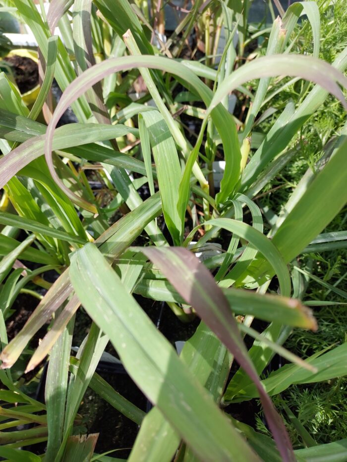 Cymbopogon citratus