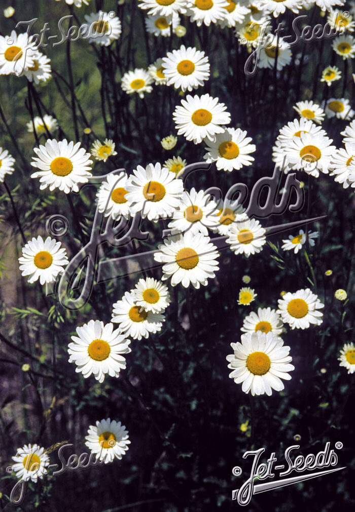 Leucanthemum vulgare 'Maikönigin'