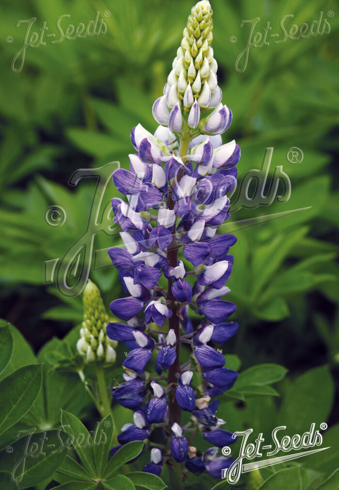 Lupinus Per.-Hybr. Russell 'Mini-Gallery Blau-Weiß'