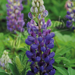 Lupinus Per.-Hybr. Russell 'Mini-Gallery Blau'
