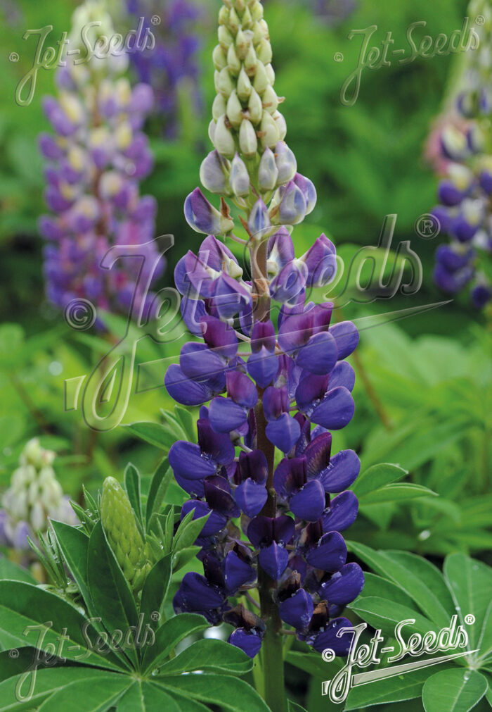 Lupinus Per.-Hybr. Russell 'Mini-Gallery Blau'