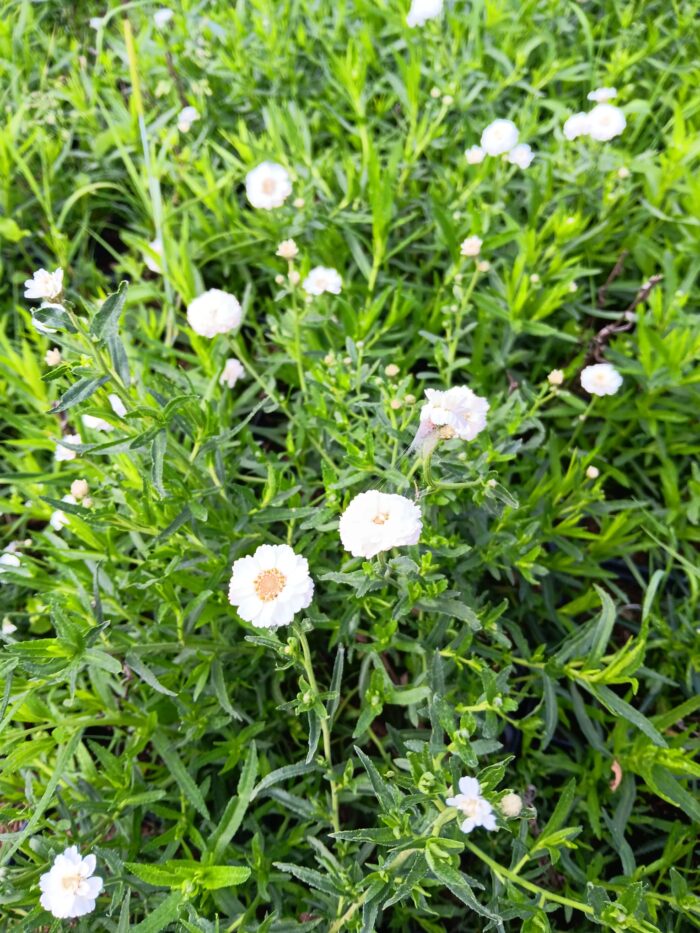 Achillea ptarmica 'Noblessa' – Bild 2