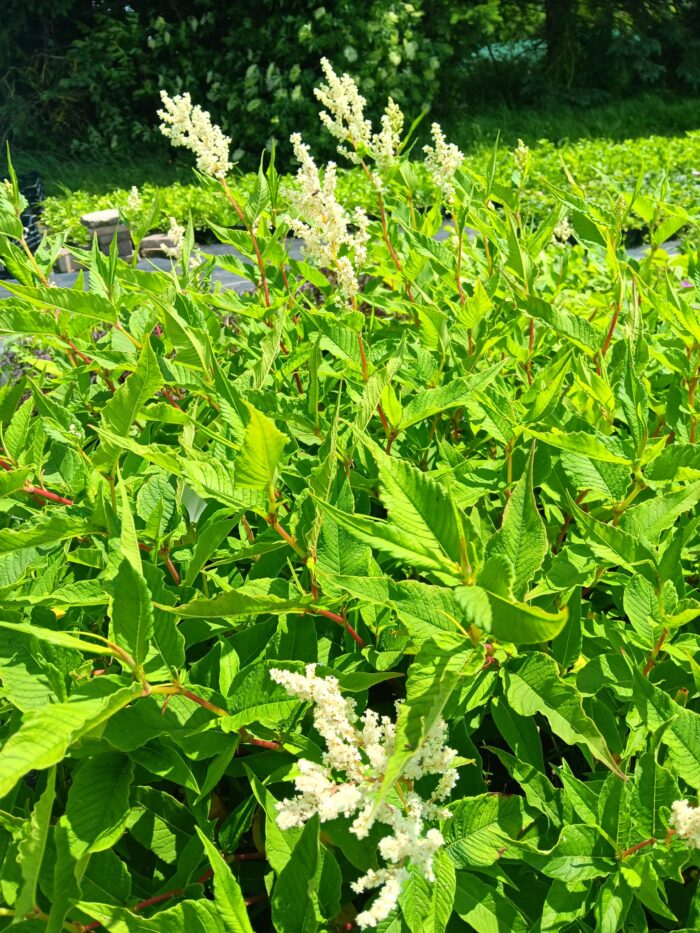 Aconogonon speciosum 'Johanniswolke'