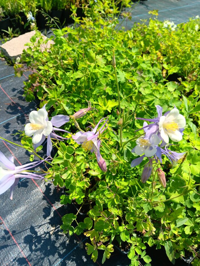 Aquilegia vulgaris