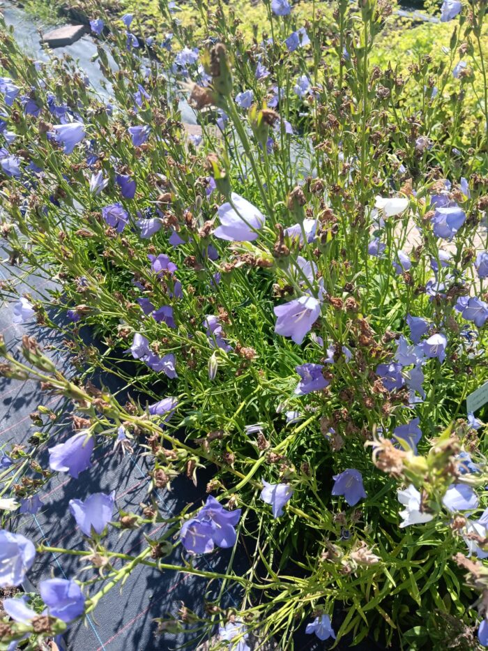Campanula persicifolia 'Telham Beauty'