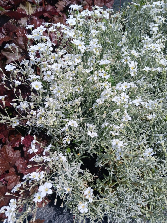 Cerastium tomentosum 'Silberteppich'