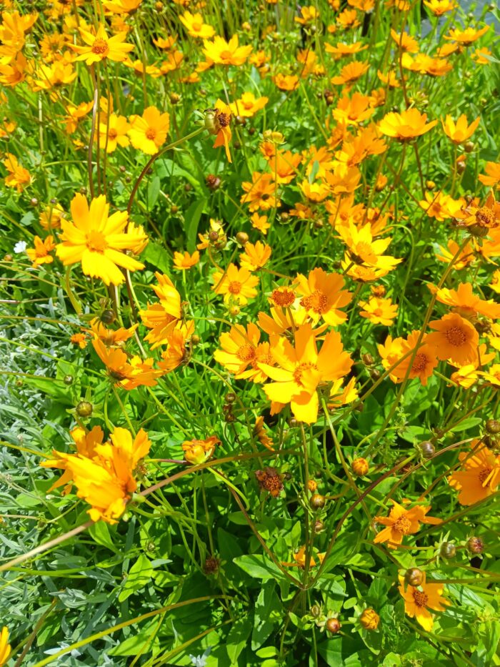 Coreopsis auriculata 'Elfin Gold'