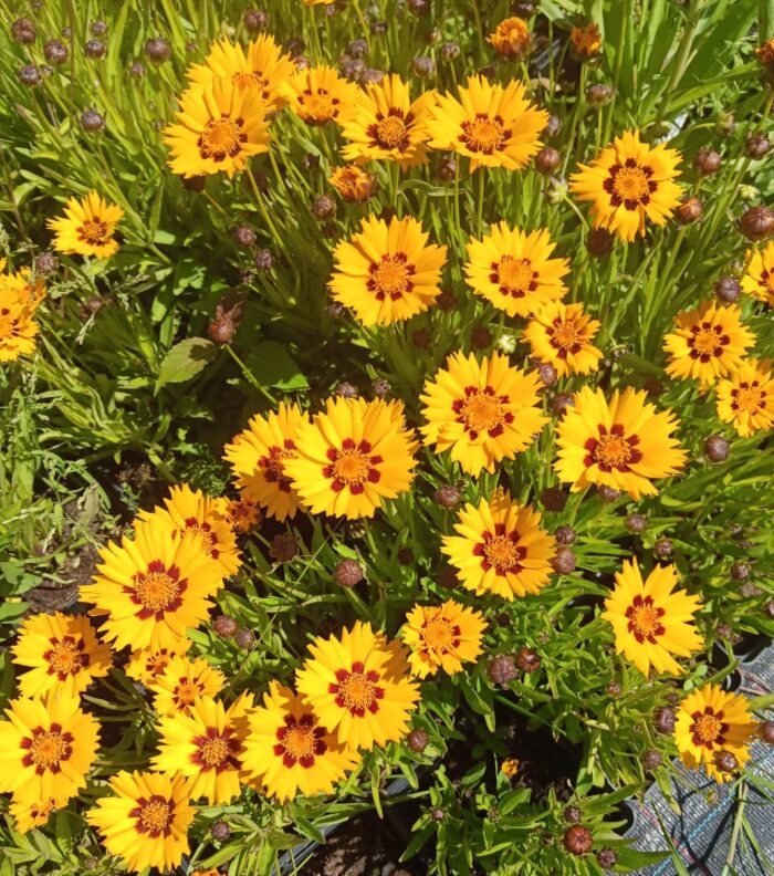 Coreopsis grandiflora 'Sunfire'