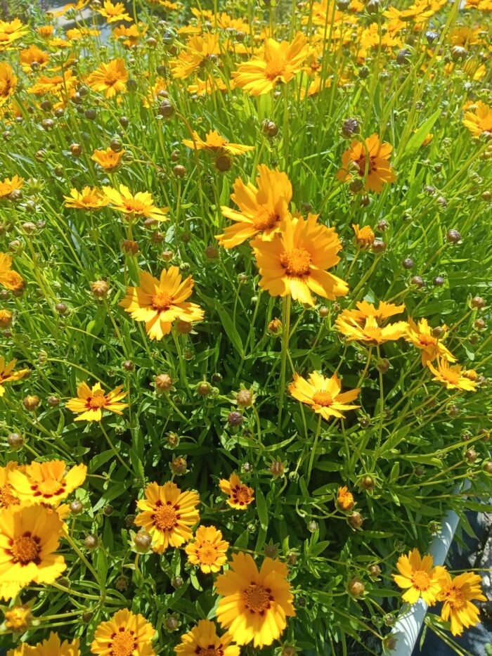 Coreopsis lanceolata 'Sterntaler'