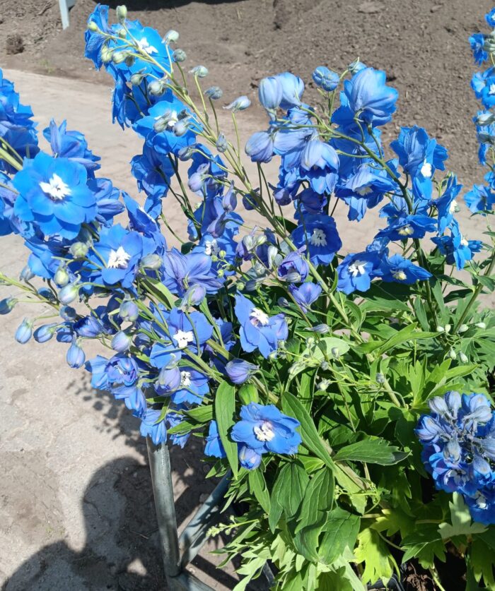 Delphinium elatum New Millennium F1 'Cobalt Dreams'