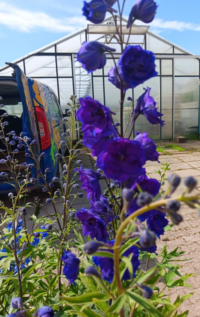 Delphinium elatum New Millennium F1 'Pagan Purples'