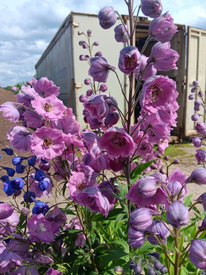Delphinium elatum New Millennium F1 'Dusky Maidens'
