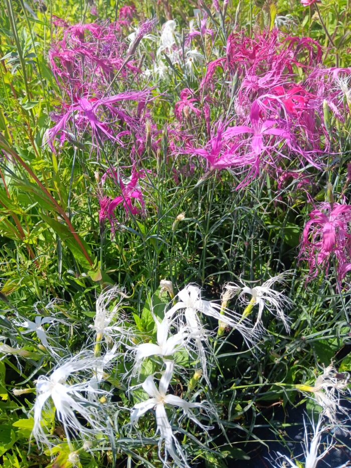 Dianthus isensis 'Dancing Geisha'