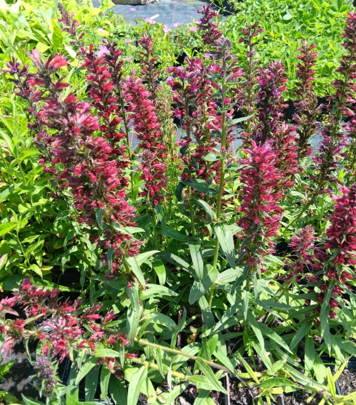 Echium russicum