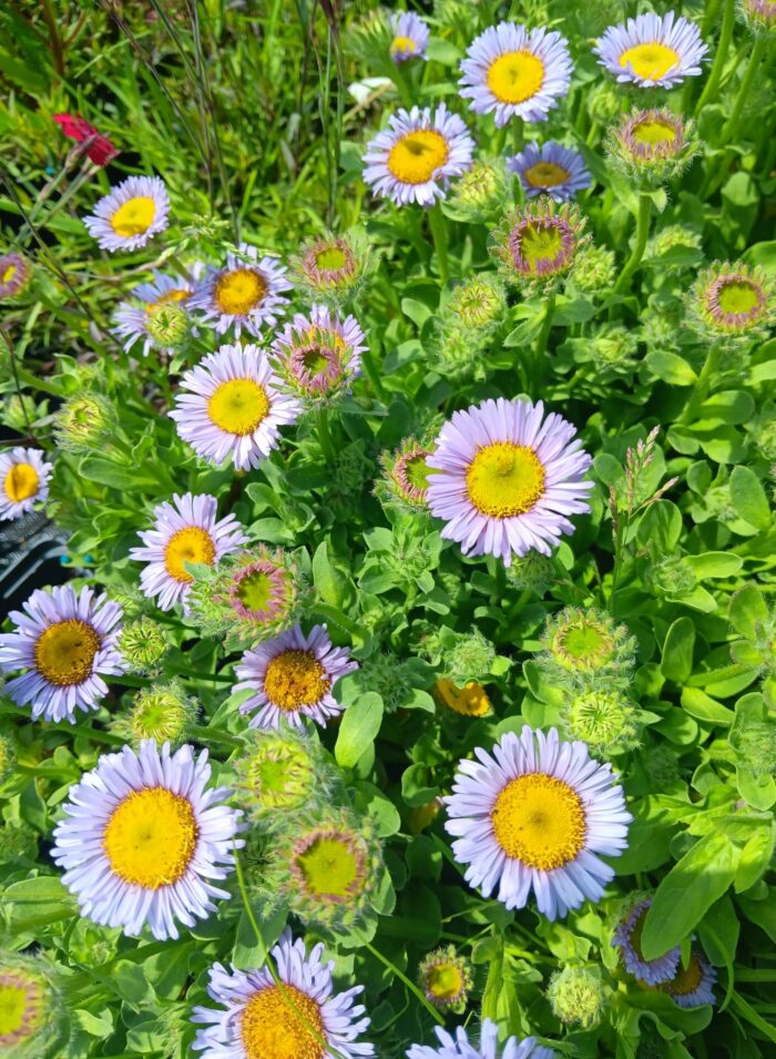 Erigeron glaucus 'Beachboy Blue'