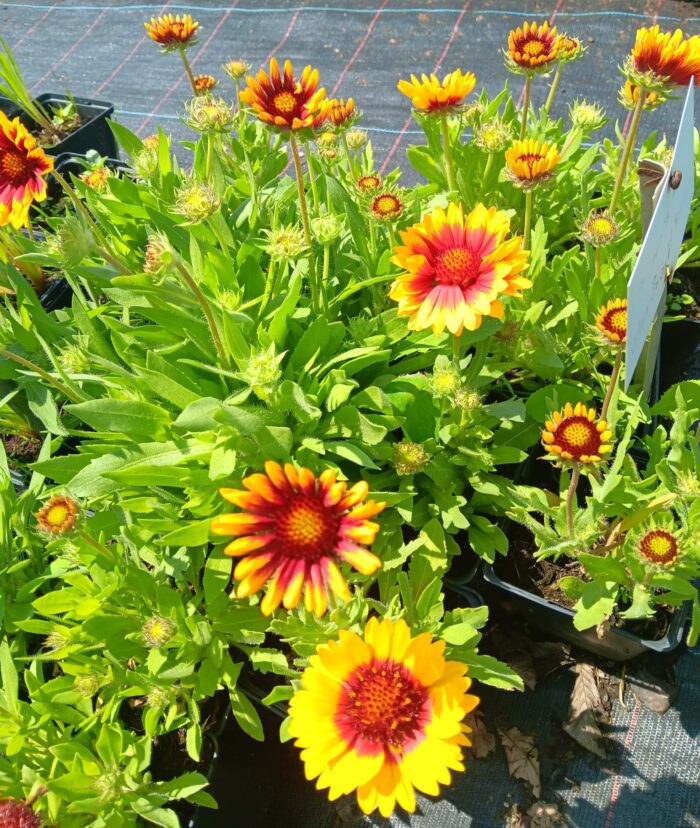 Gaillardia x grandiflora 'Mesa Bright Bicolor'