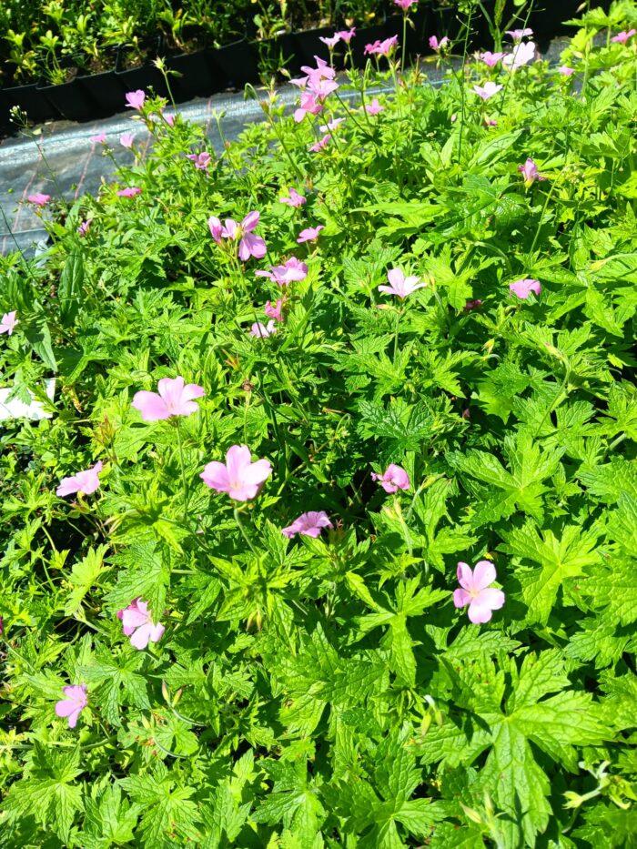Geranium endressii