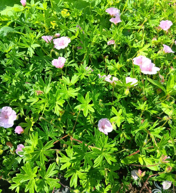 Geranium sanguineum var. striatum