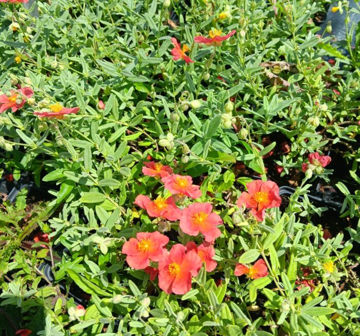 Helianthemum x cult. 'Fire Dragon'