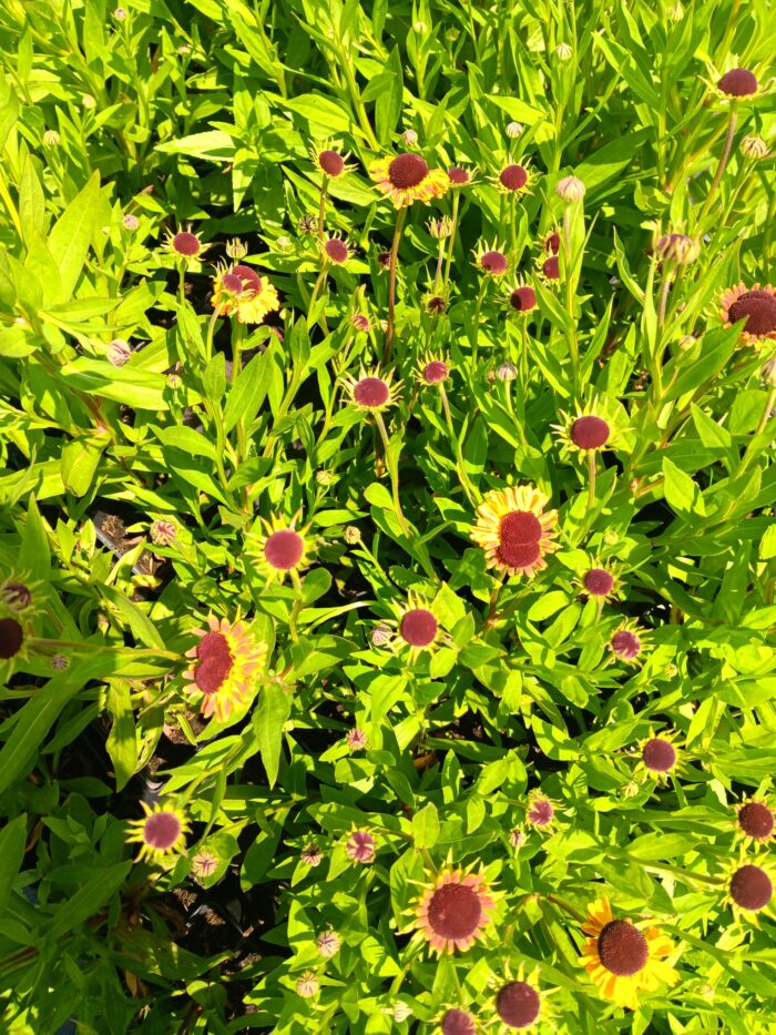 Helenium x cultorum 'Carmen'