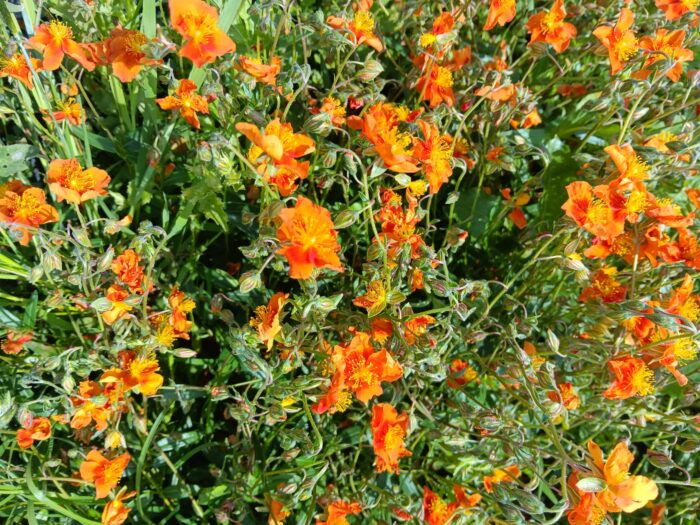 Helianthemum x cult. 'Supreme'