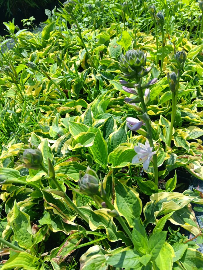 Hosta sieboldiana 'Mamma Mia'