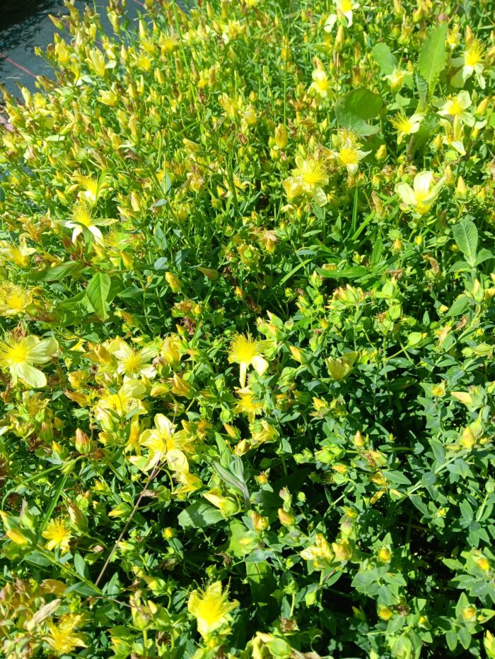 Hypericum olympicum 'Moonlight'