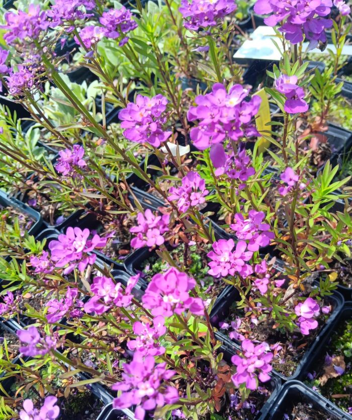 Iberis sempervirens 'Absolutely Amethyst'