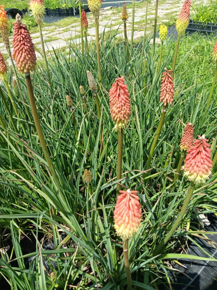 Kniphofia uvaria 'Flamenco'