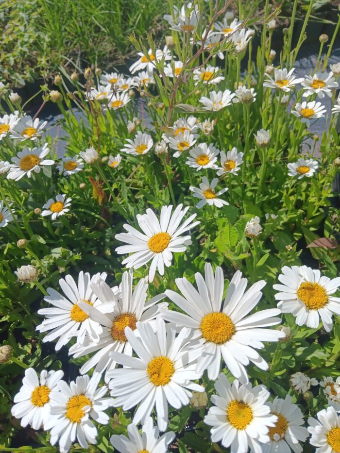 Leucanthemum x superbum 'Dwarf Snow Lady'