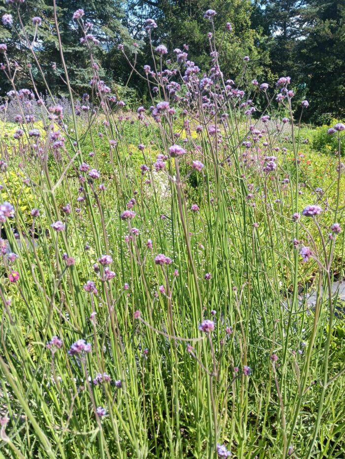 Verbena bonariensis
