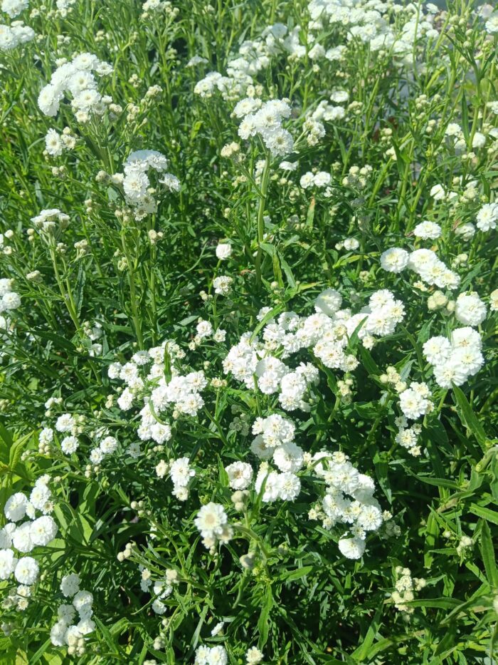 Achillea ptarmica 'Noblessa'