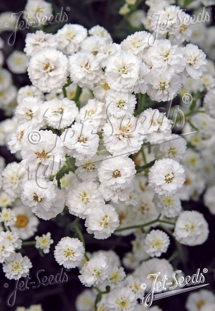 Achillea ptarmica 'Noblessa'