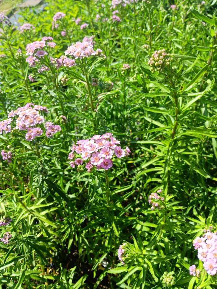 Achillea sibirica var. camtschatica 'Love Parade'