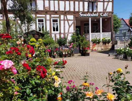 Rosenträume für Ihren Garten, Beet, Balkon – Jetzt entdecken!
