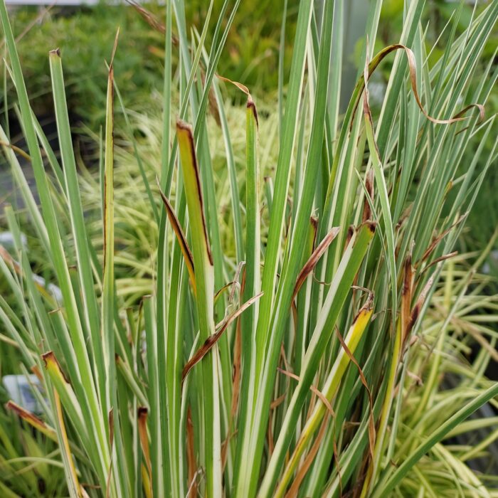 Acorus gramineus 'Variegata'