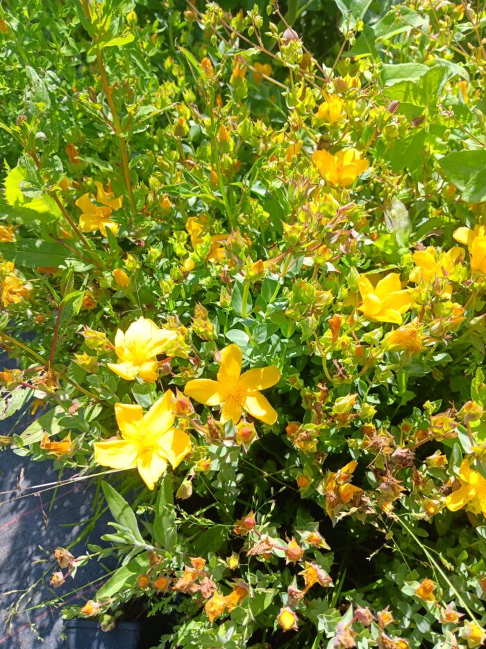 Hypericum olympicum
