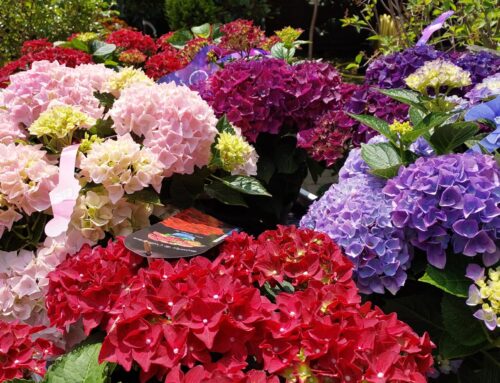 Hortensien für deinen Garten!