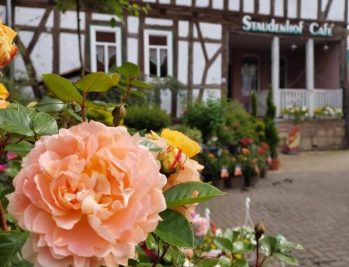 Rosenträume für Ihren Garten, Beet, Balkon – Jetzt entdecken!